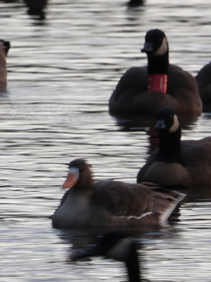 Greater White-fronted Goose - ML613492677