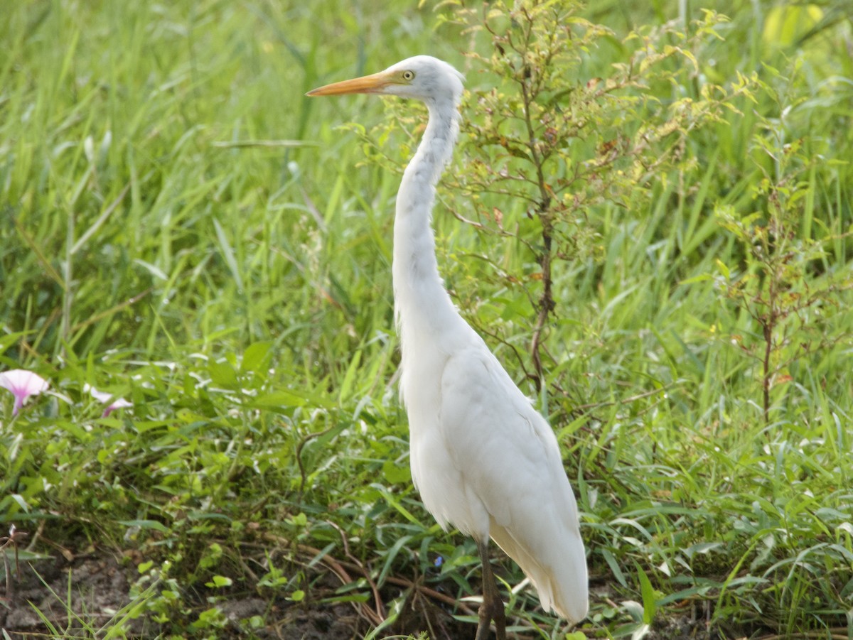 Medium Egret - ML613492781