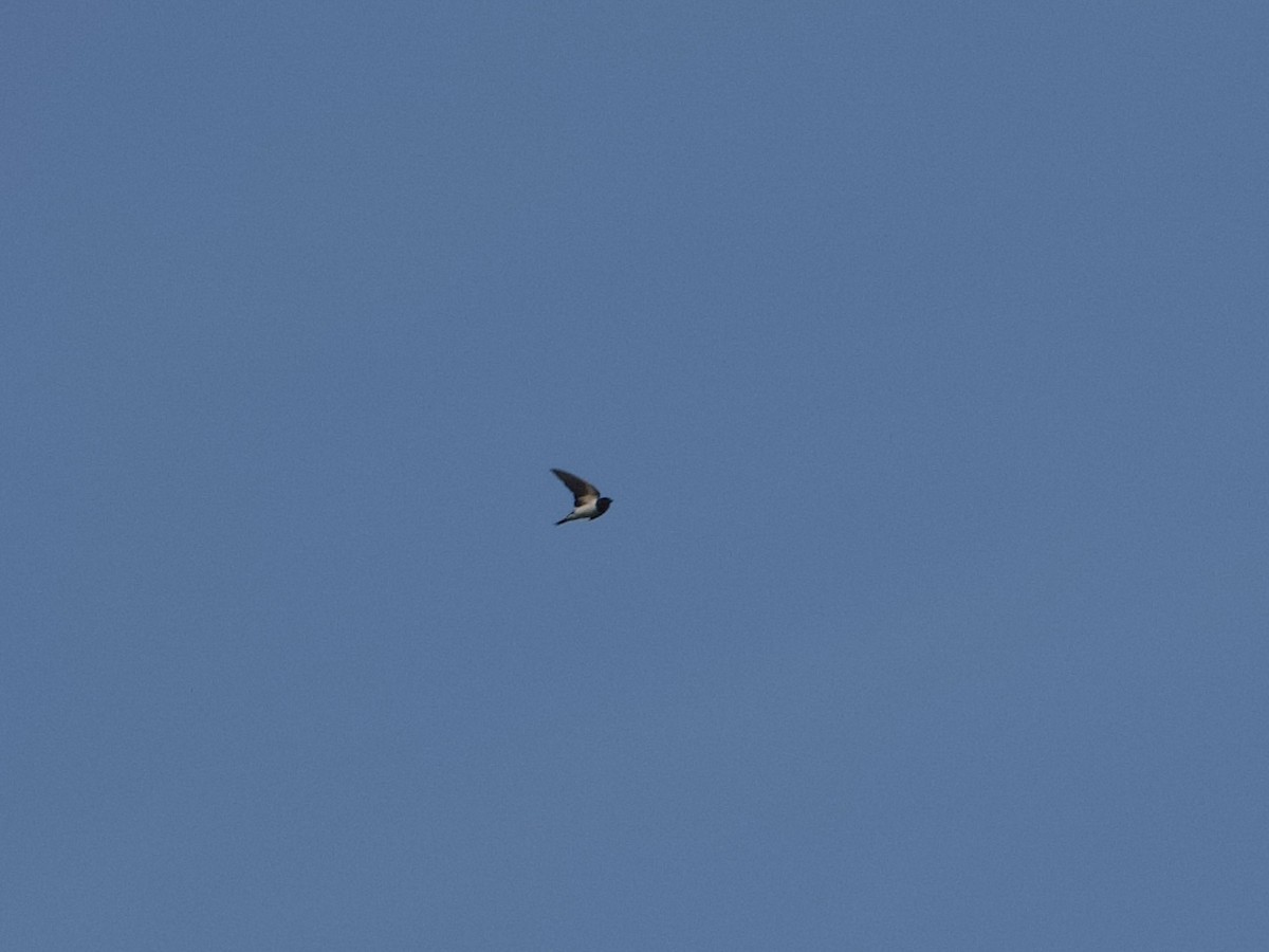 Barn Swallow (White-bellied) - ML613492854