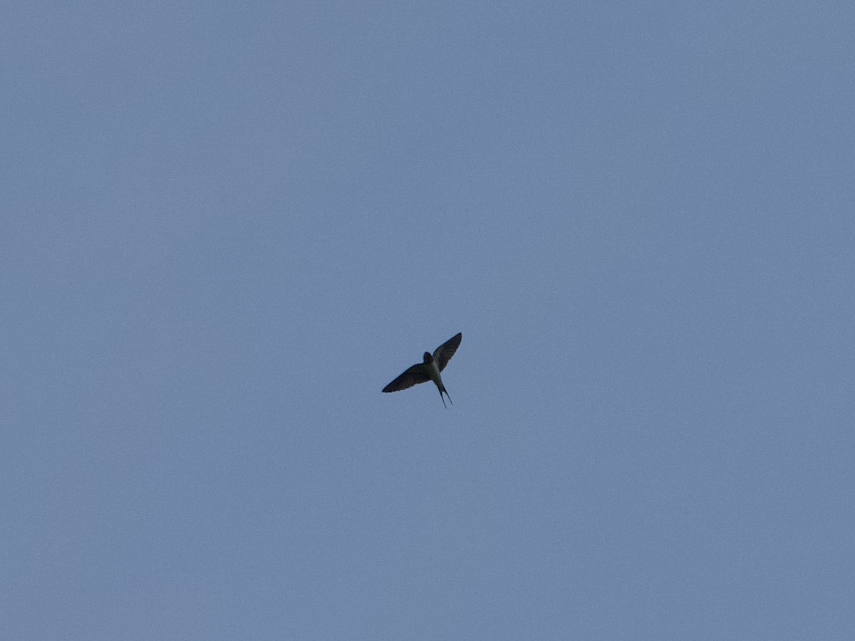 Barn Swallow (White-bellied) - ML613492855