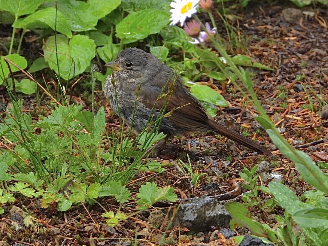Fox Sparrow (Slate-colored) - ML613492858