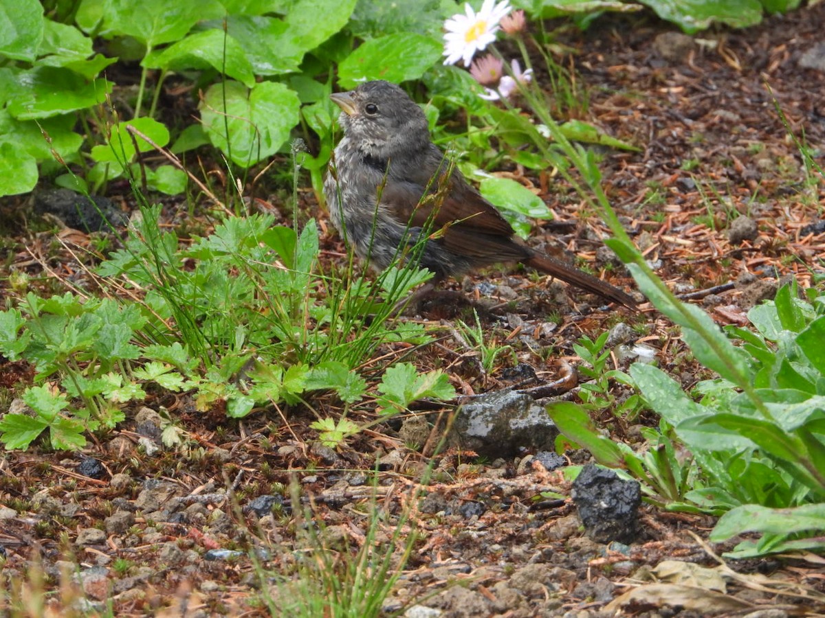 Fox Sparrow (Slate-colored) - ML613492859