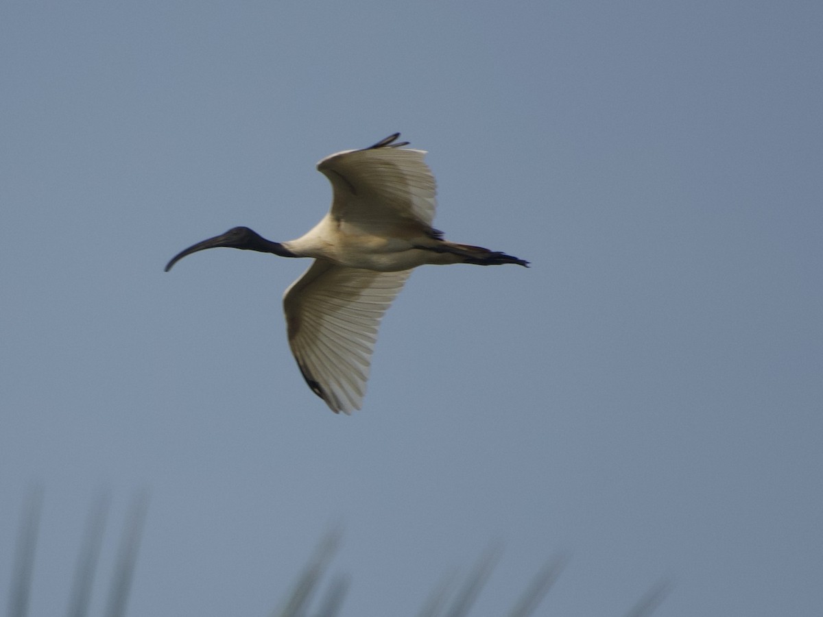 ibis černohlavý - ML613492864