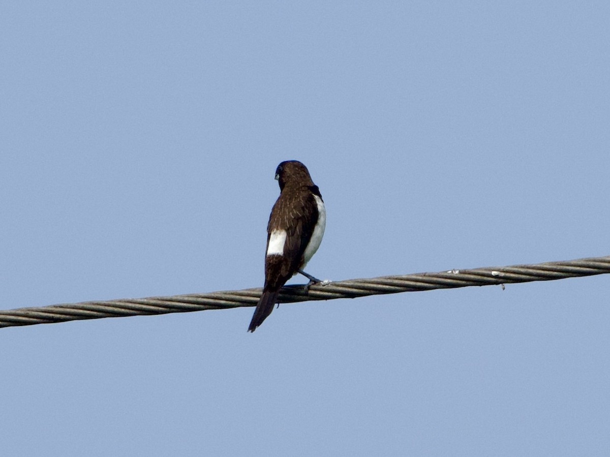 White-rumped Munia - ML613492902