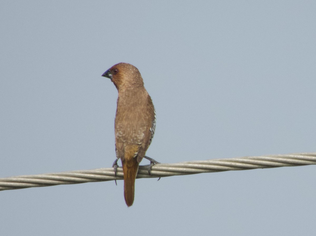 Scaly-breasted Munia - ML613493018