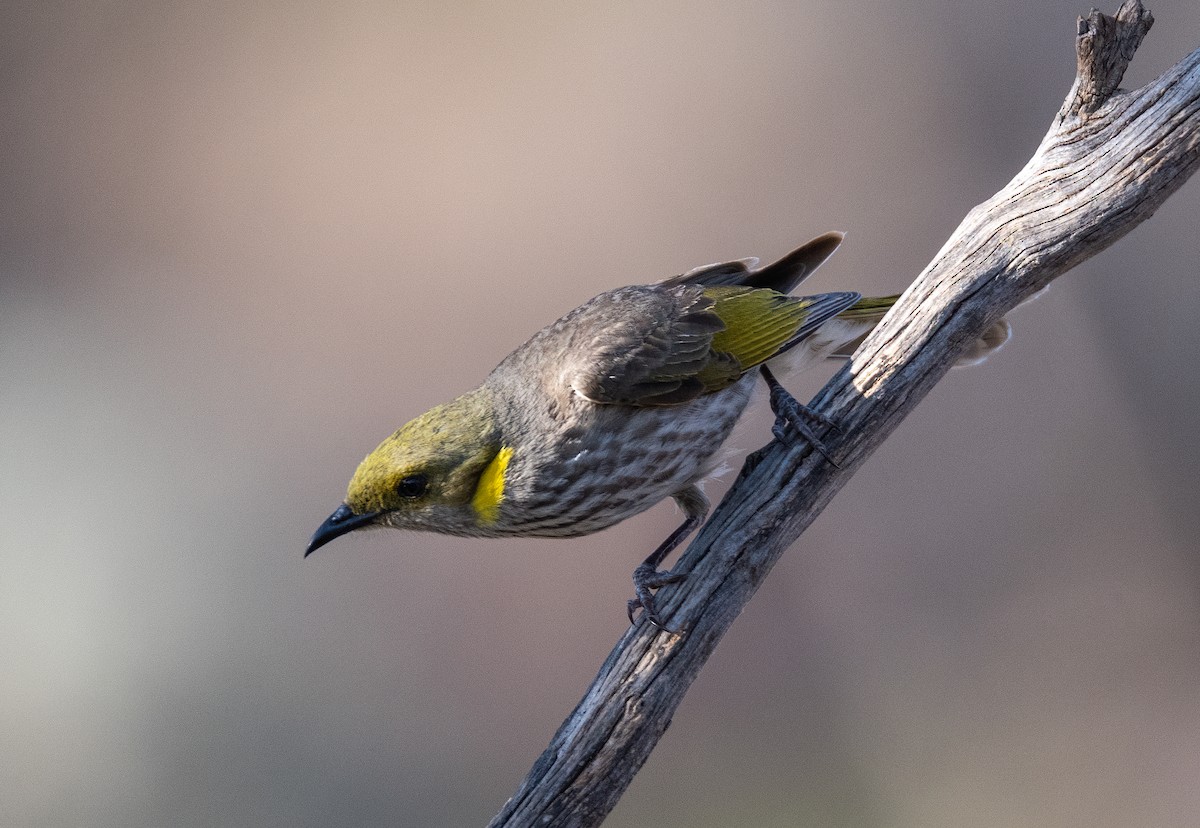 Yellow-plumed Honeyeater - ML613493027