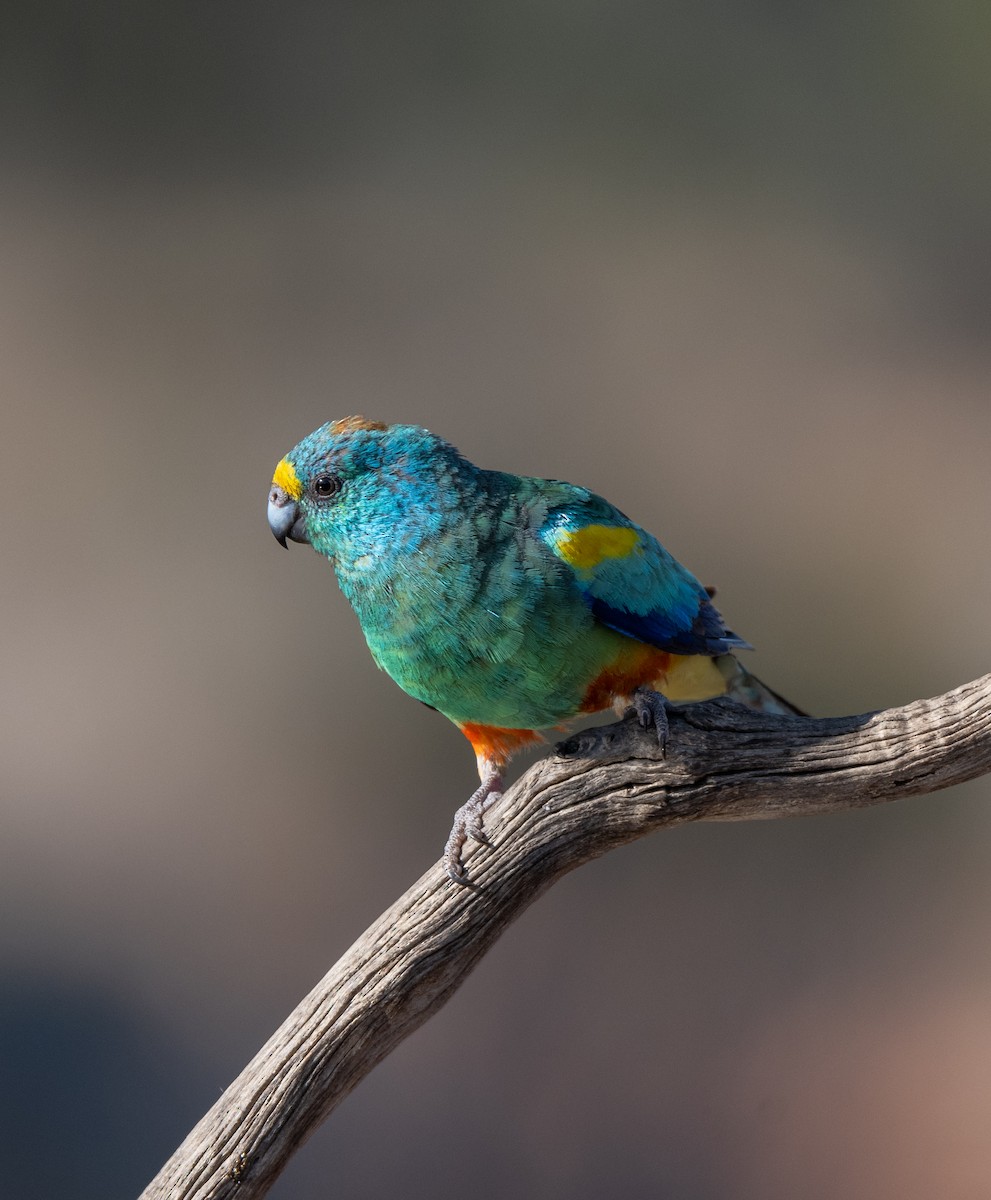 Mulga Parrot - ML613493031