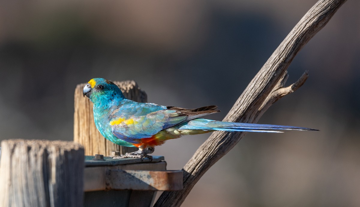 Perico Variado - ML613493032