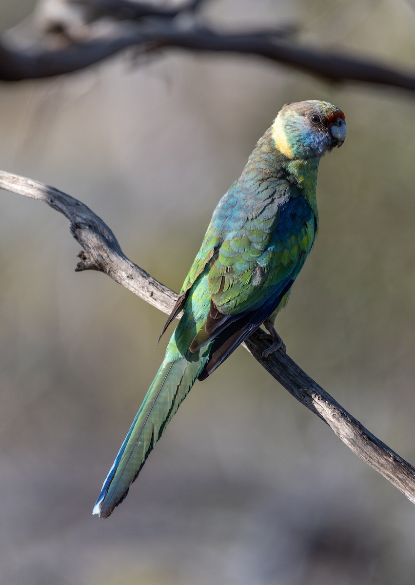 Perico de Port Lincoln (barnardi) - ML613493035