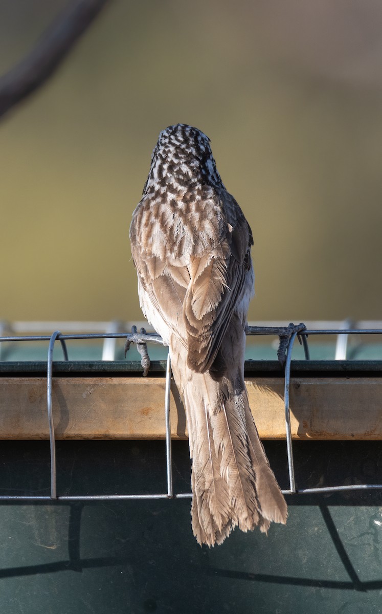 Striped Honeyeater - ML613493039