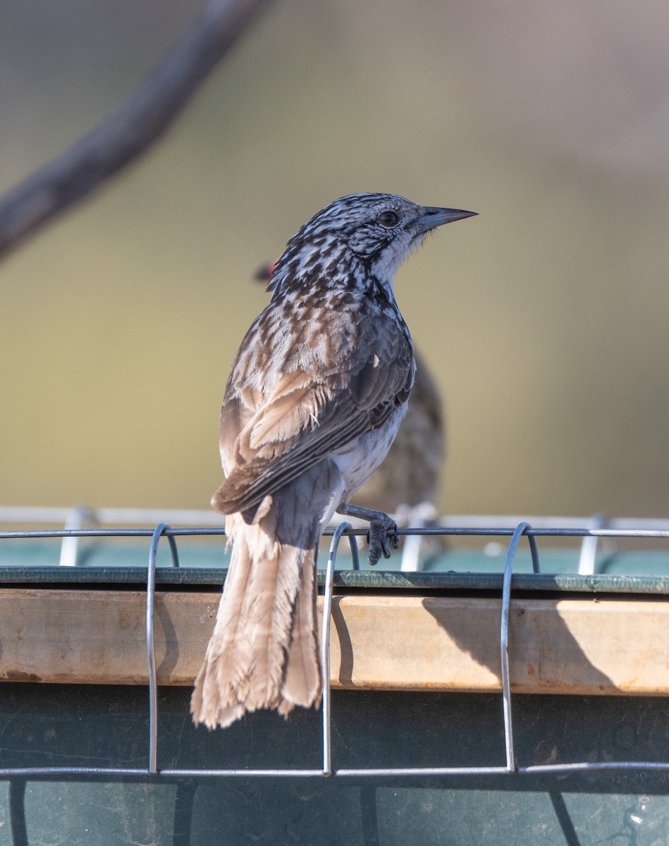 Striped Honeyeater - ML613493040