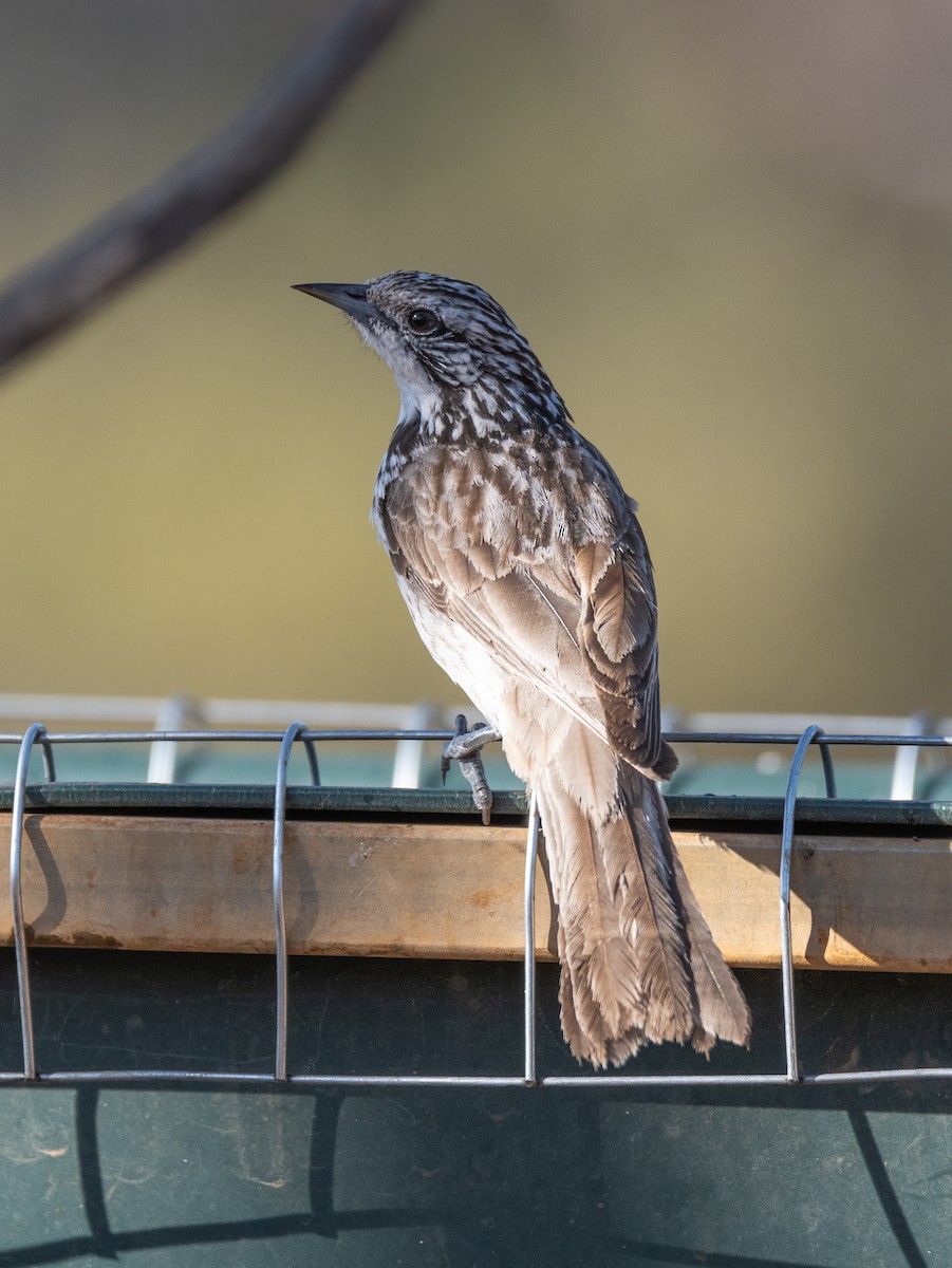 Striped Honeyeater - Koren Mitchell