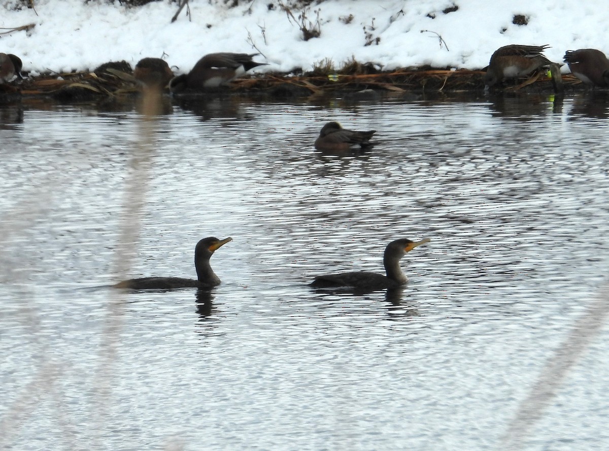 Cormoran à aigrettes - ML613493071