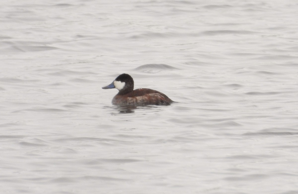 Ruddy Duck - Lauri Taylor