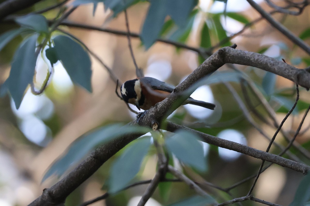 Varied Tit - ML613493229