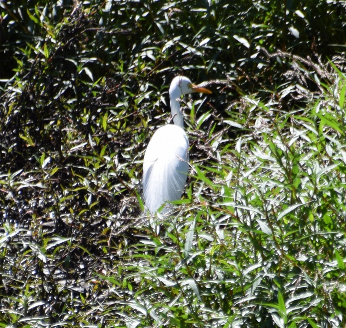 Plumed Egret - Rodney van den Brink