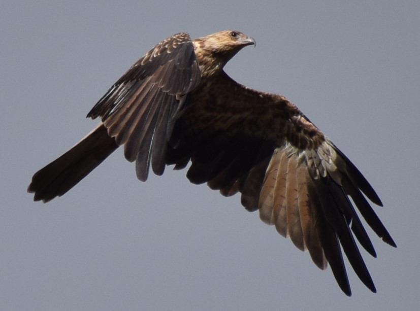 Whistling Kite - ML613493318