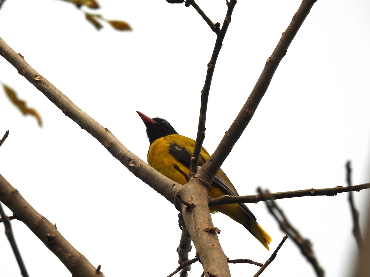 Ethiopian Black-headed Oriole - ML613493342