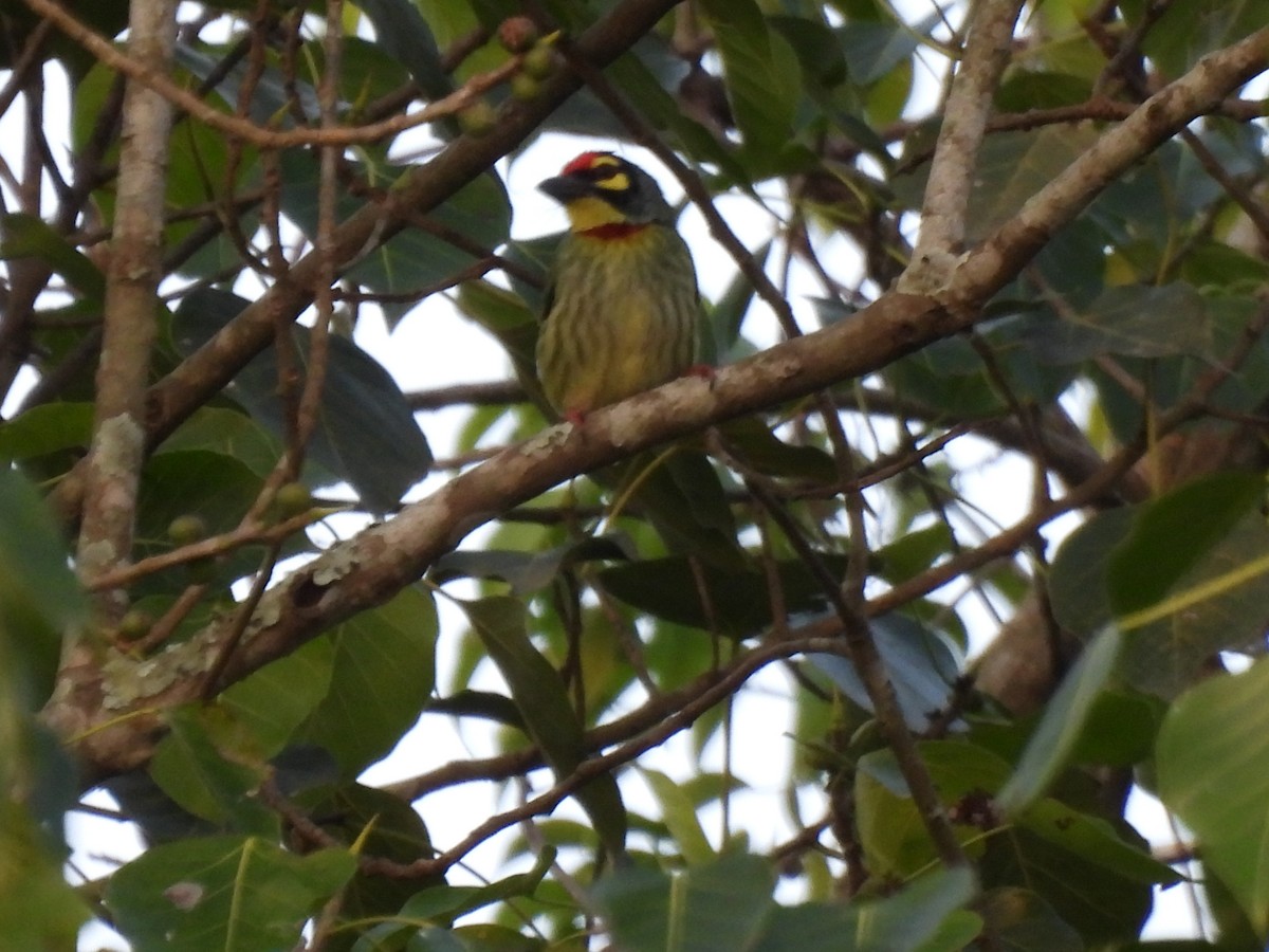 Coppersmith Barbet - ML613493419