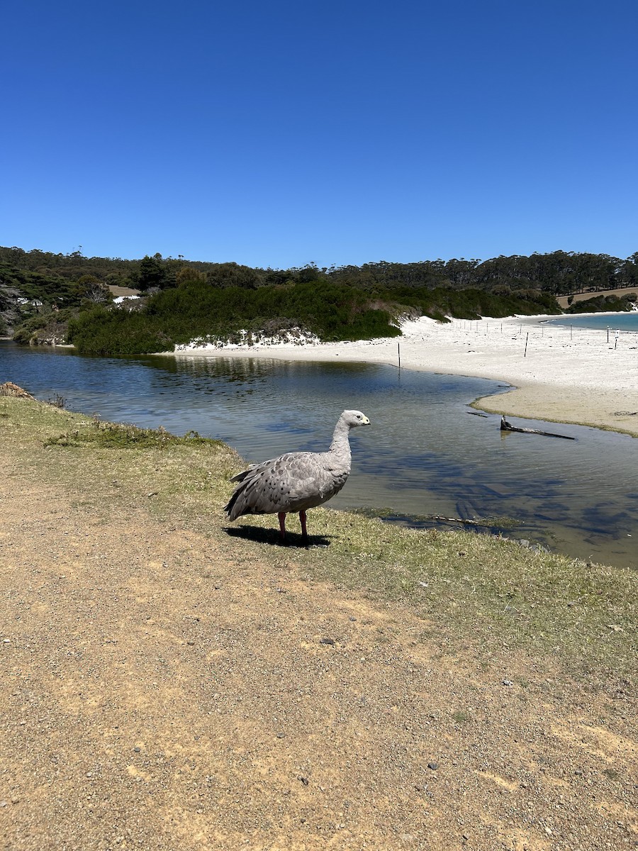 Cape Barren Goose - ML613493527