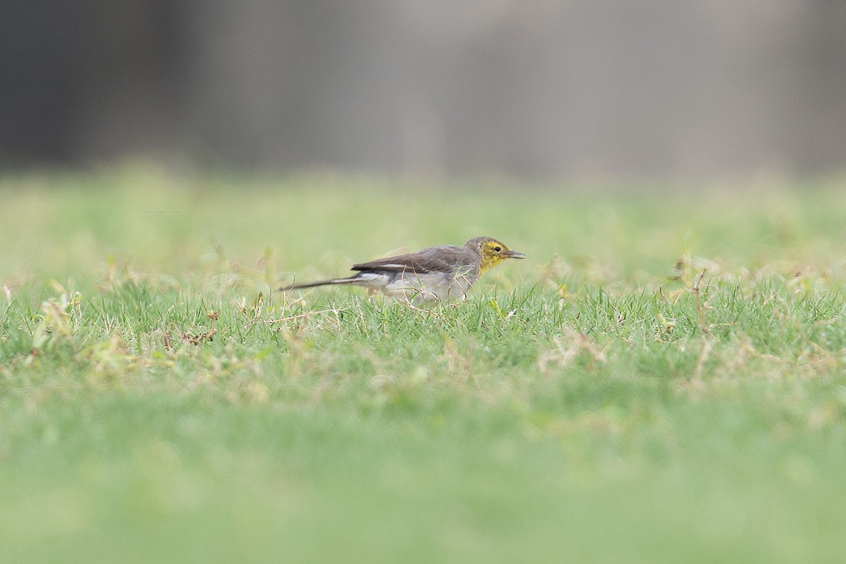 Citrine Wagtail - Mike Hooper