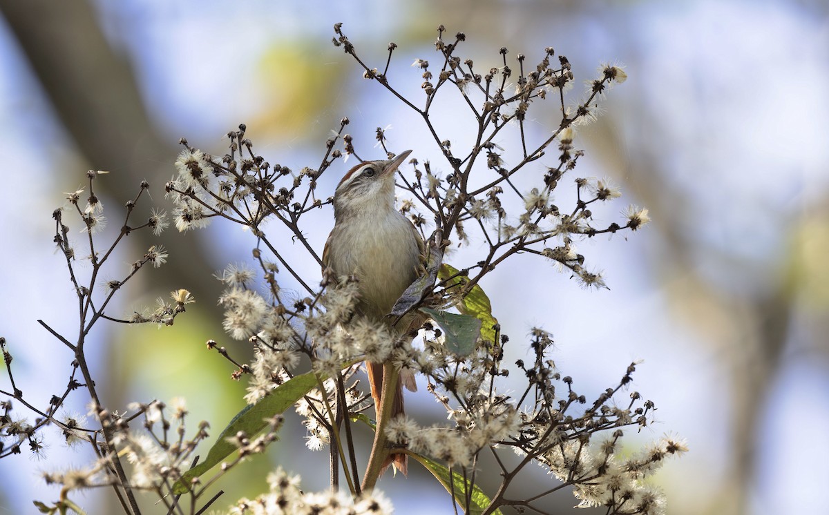 Line-cheeked Spinetail (Baron's) - ML613493563