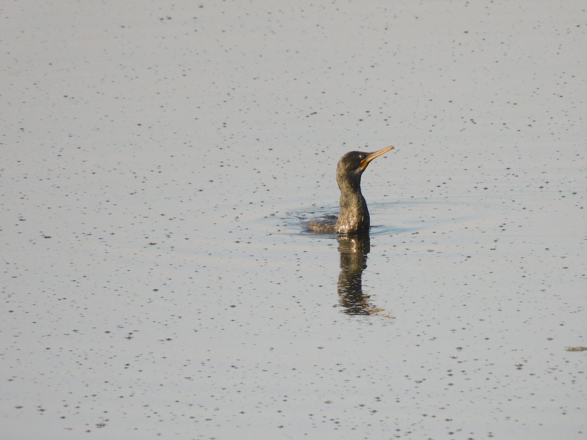 Indian Cormorant - ML613493586