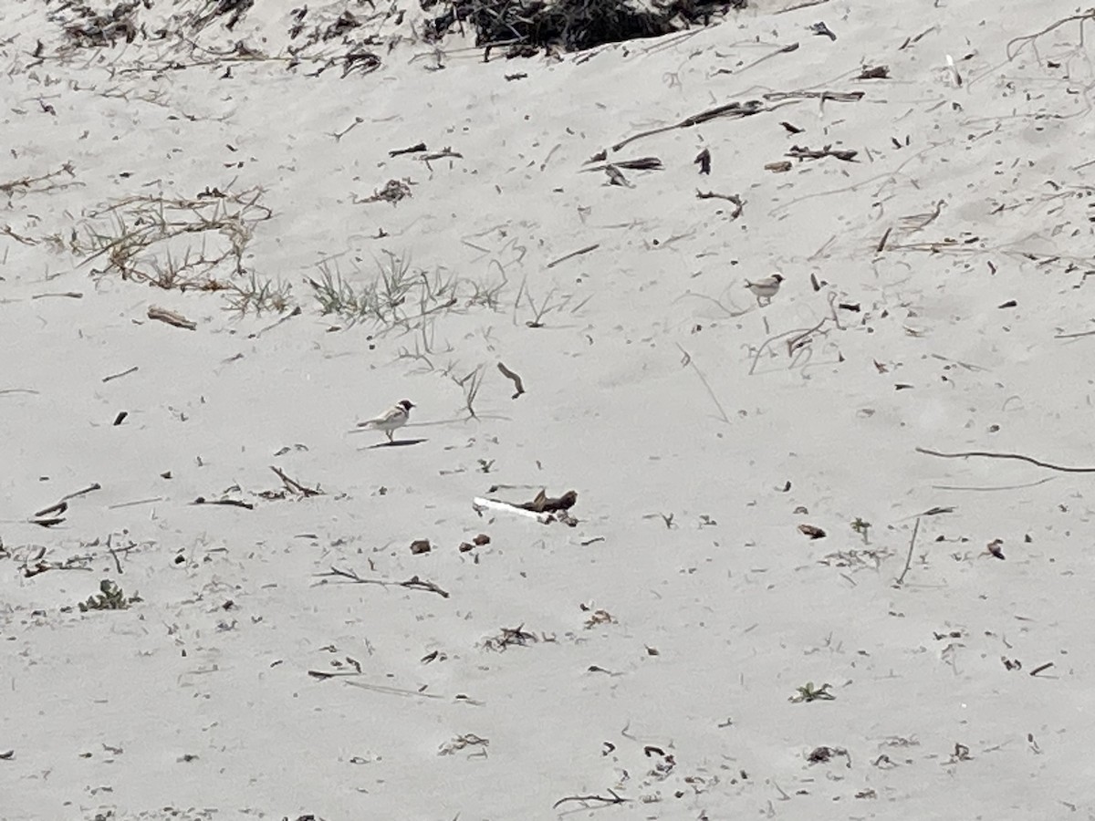 Hooded Plover - ML613493629