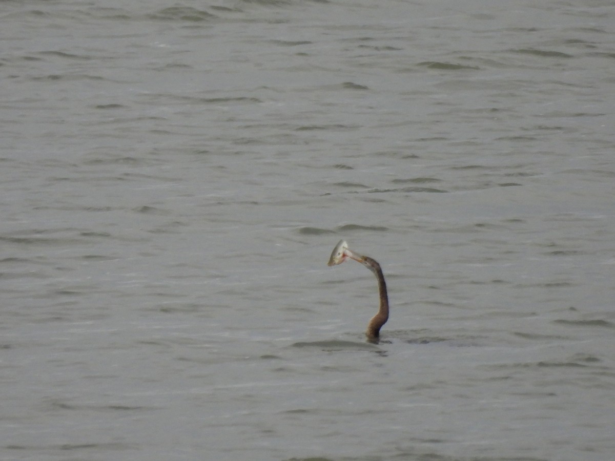 Oriental Darter - ML613493659