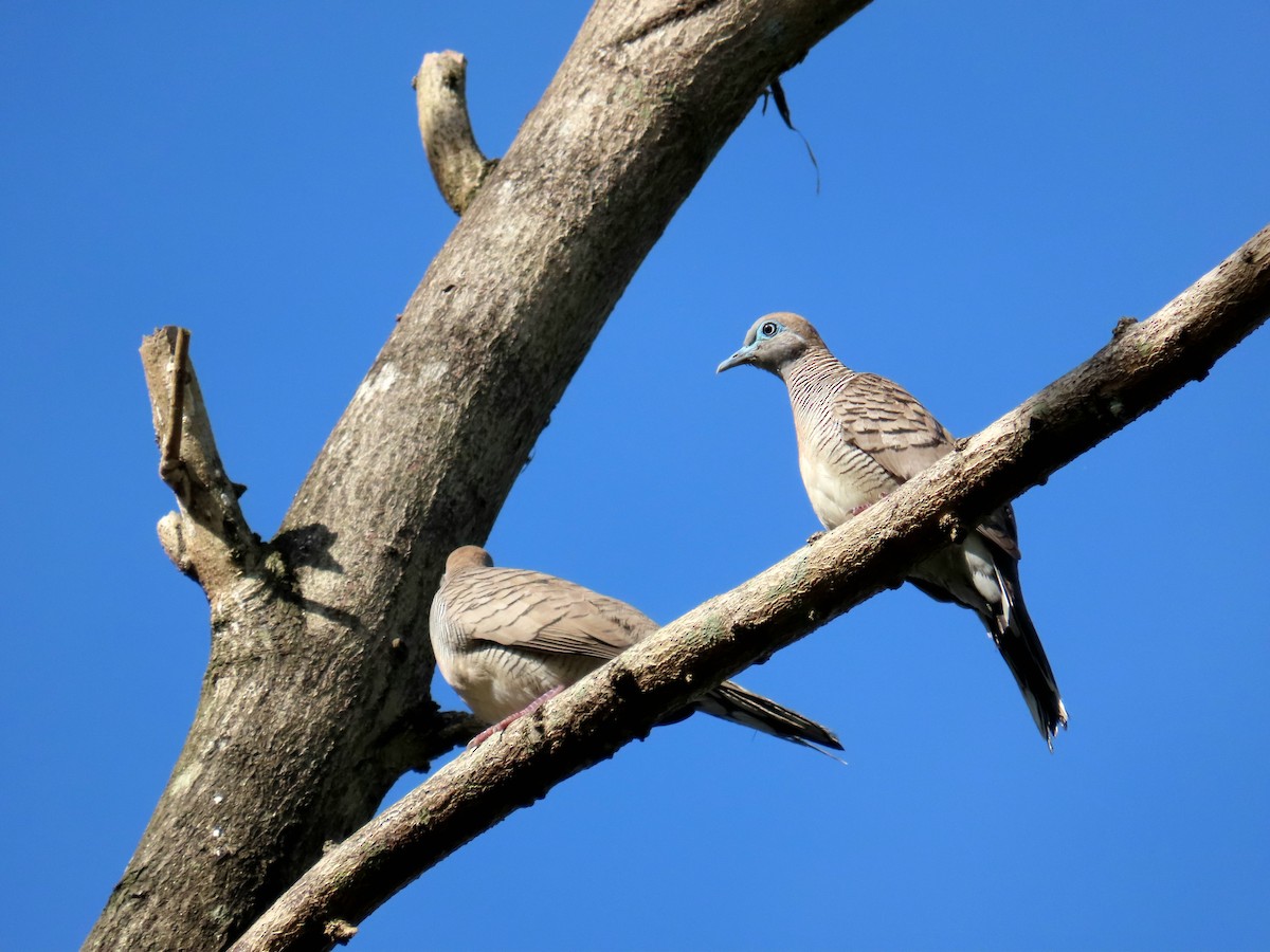 Zebra Dove - ML613493804