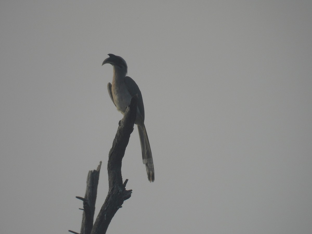 Indian Gray Hornbill - ML613493832