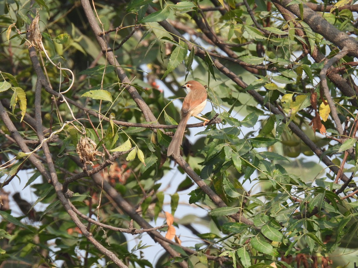 Yellow-eyed Babbler - ML613493847
