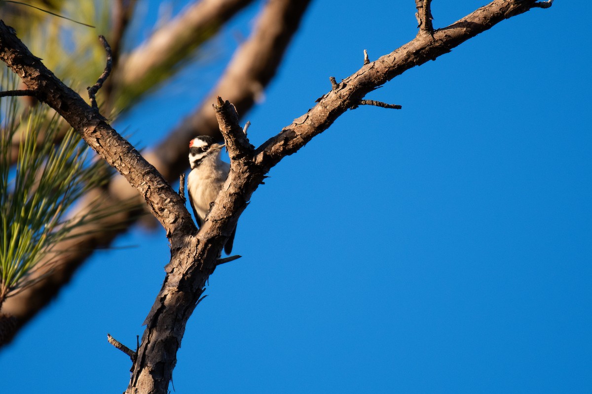 Downy Woodpecker (Eastern) - ML613493858