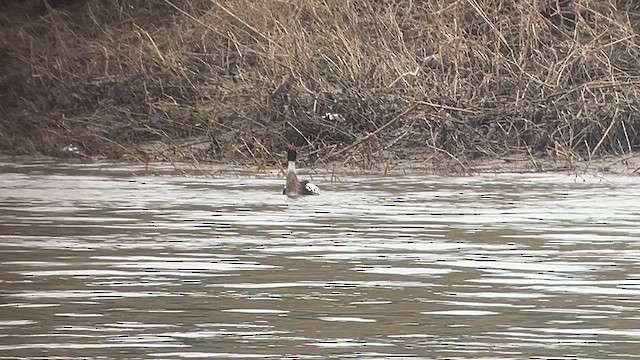 Red-breasted Merganser - ML613493862