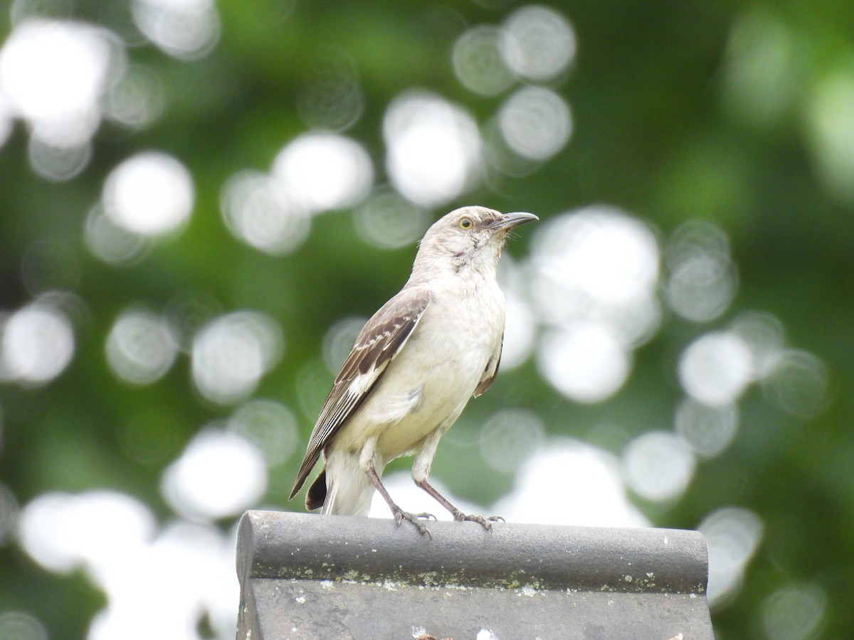 Northern Mockingbird - Swansy Afonso