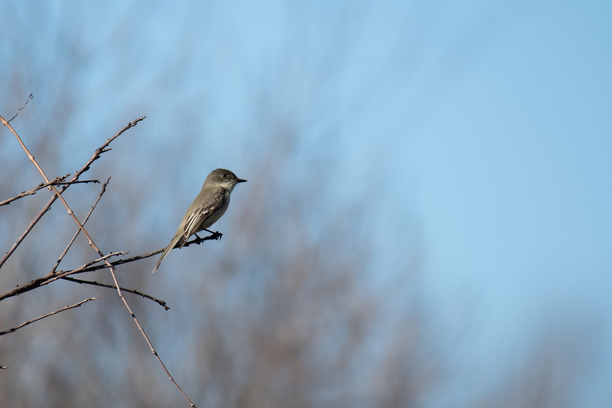 Eastern Phoebe - ML613493926