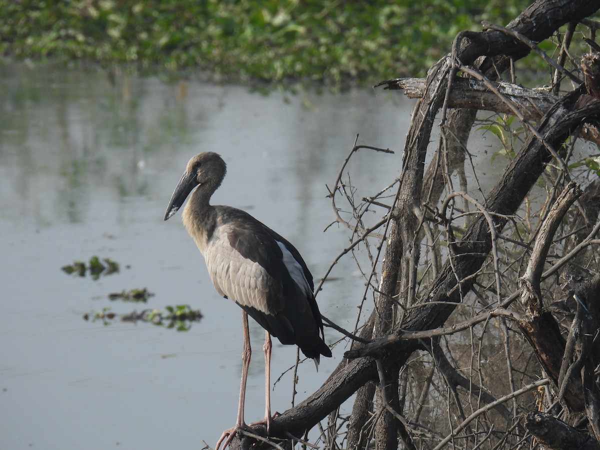 Asian Openbill - ML613493944