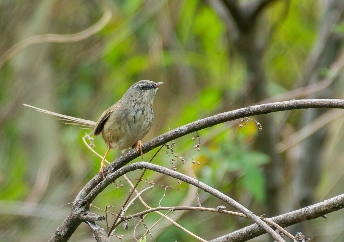 Hill Prinia - ML613493969