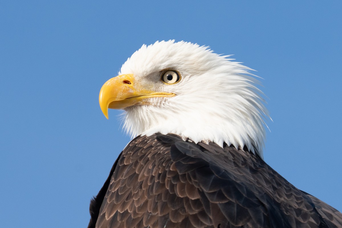 Bald Eagle - ML613493978