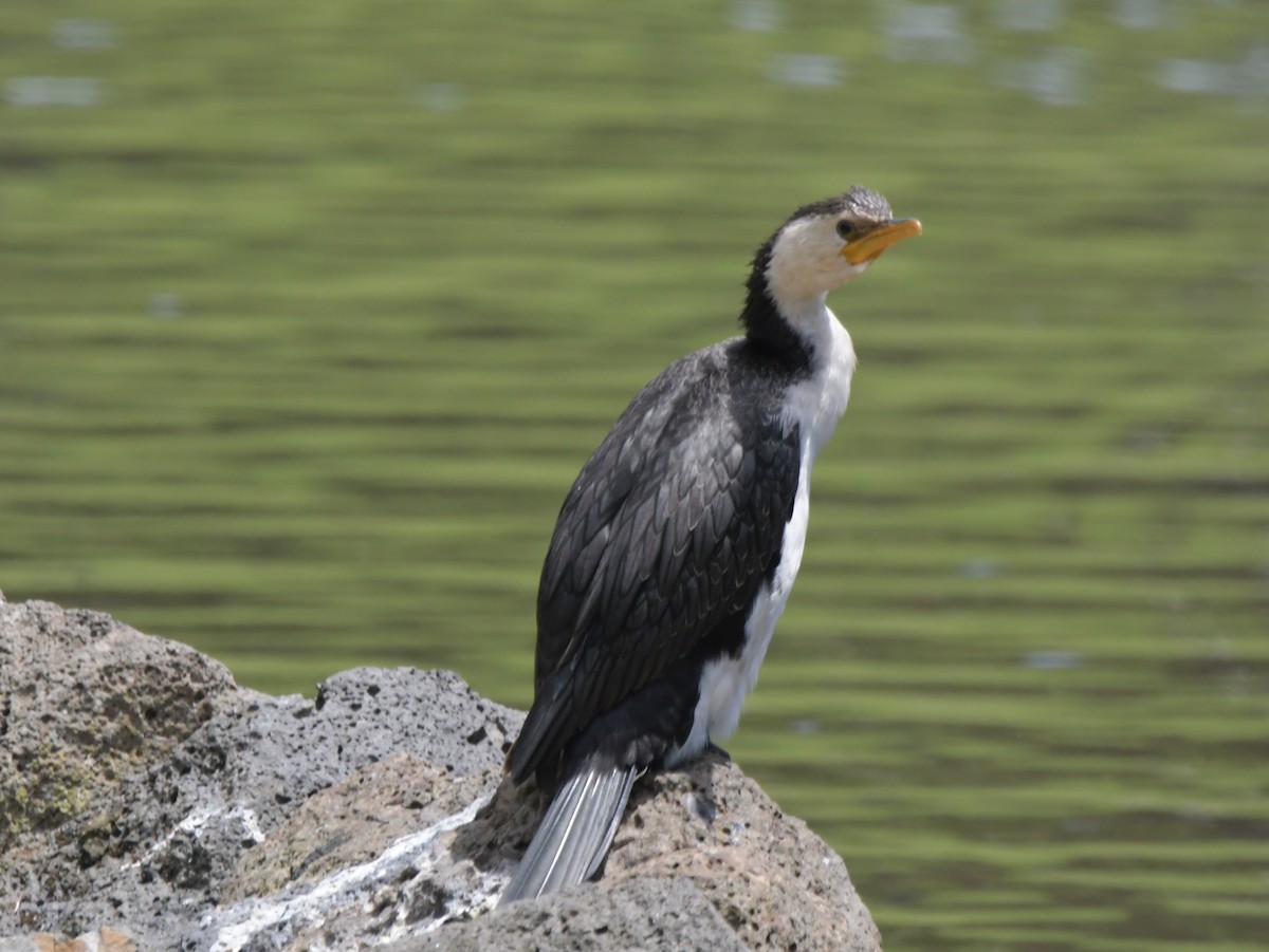 Cormorán Piquicorto - ML613494000