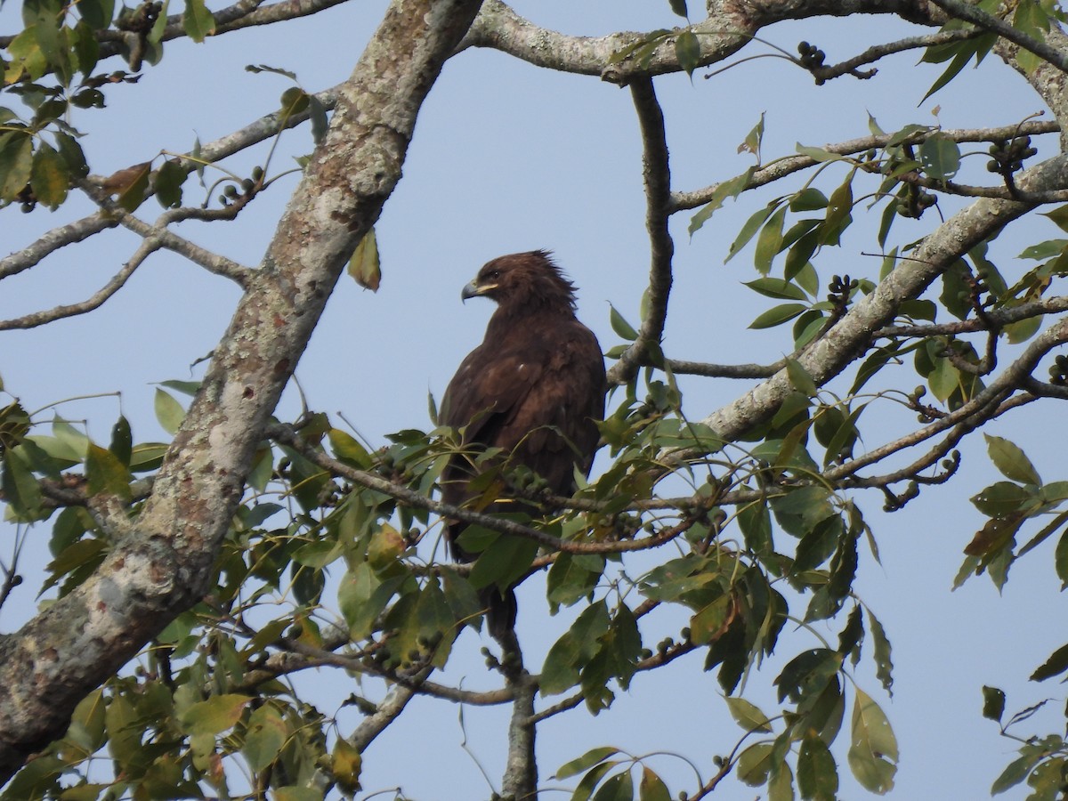 Бор бүргэд - ML613494027