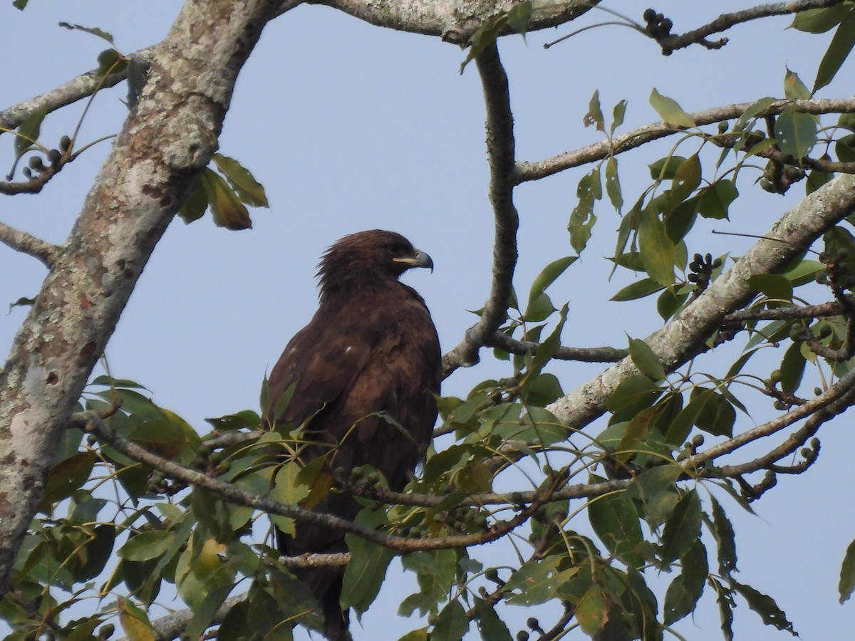 Бор бүргэд - ML613494030