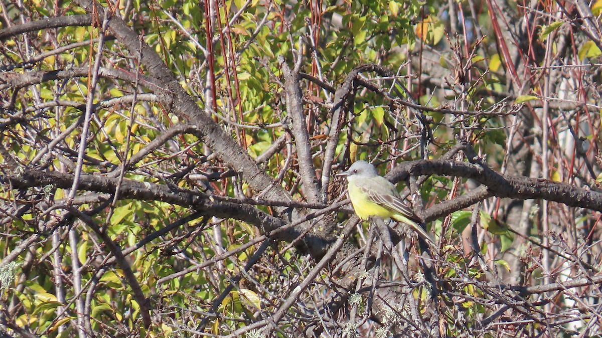 Tropical Kingbird - ML613494036