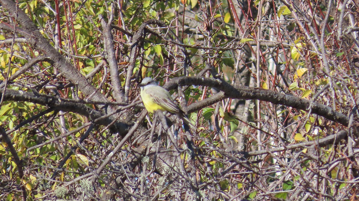 Tropical Kingbird - ML613494037