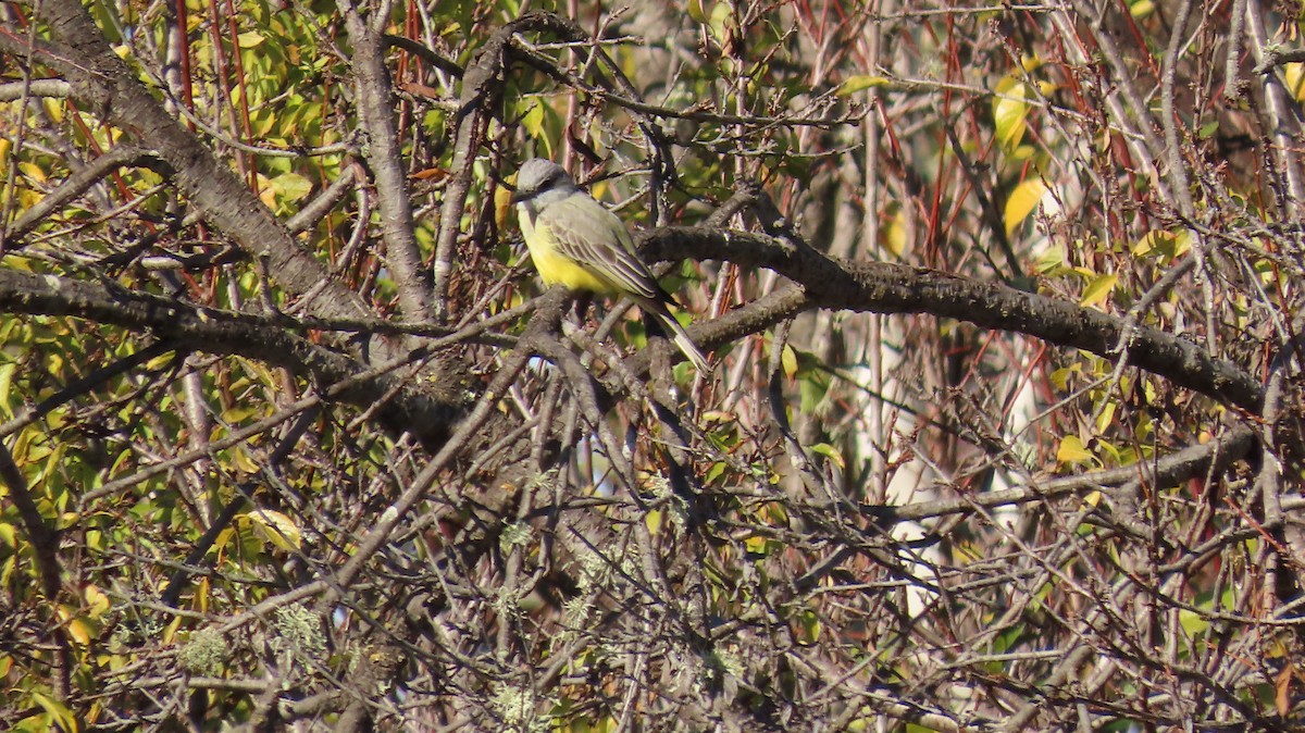 Tropical Kingbird - ML613494038