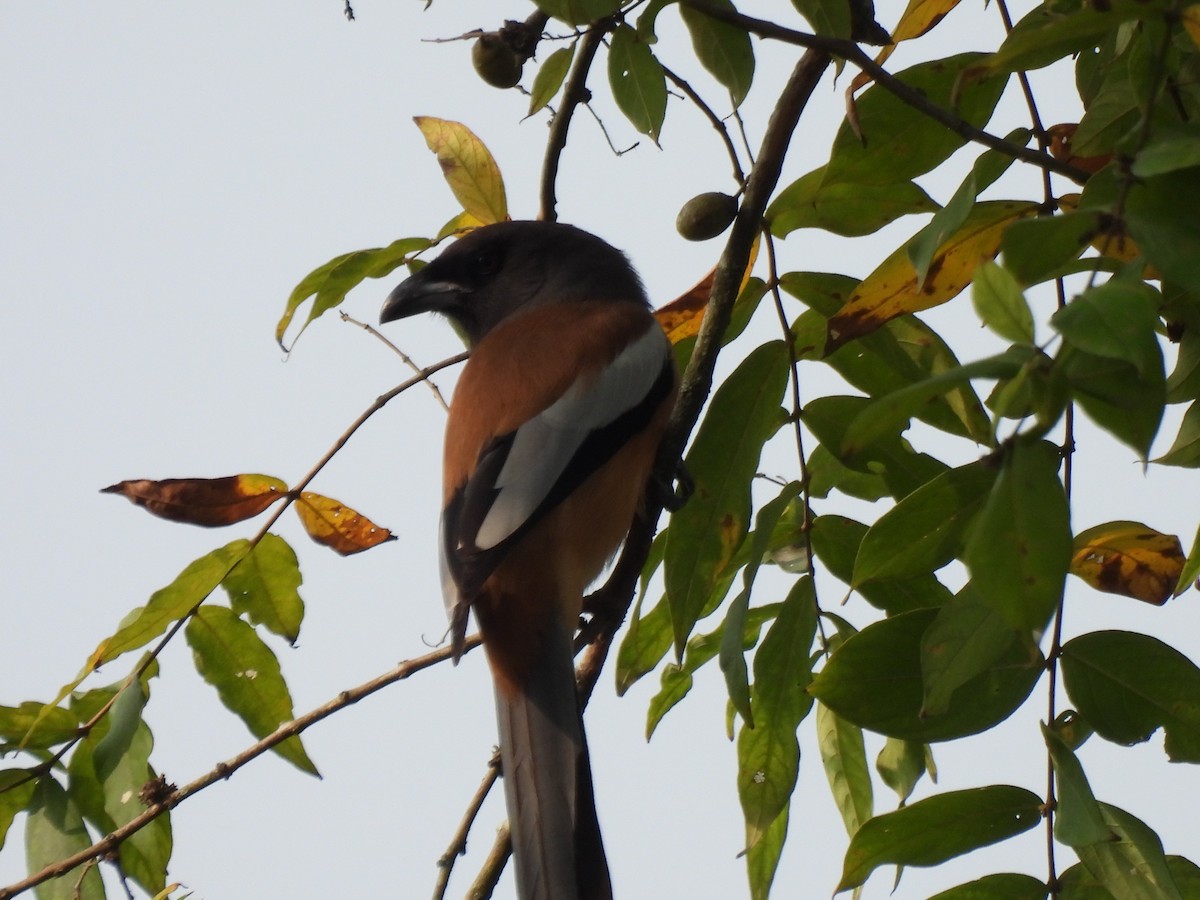 Rufous Treepie - ML613494042