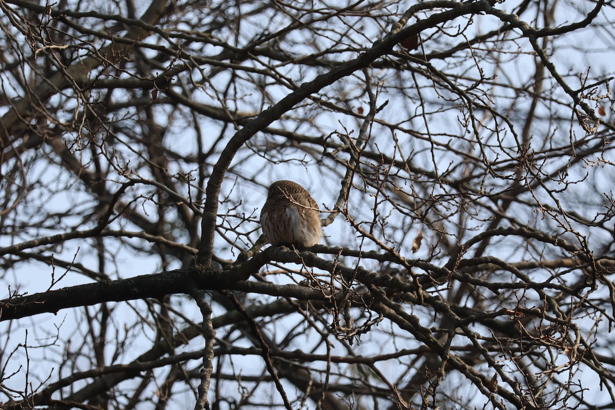 Asian Barred Owlet - ML613494103