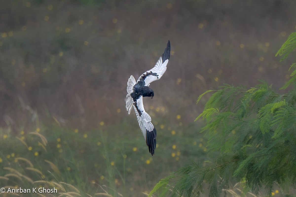 Pied Harrier - Anirban K Ghosh