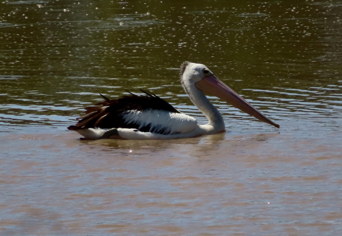 pelikán australský - ML613494186