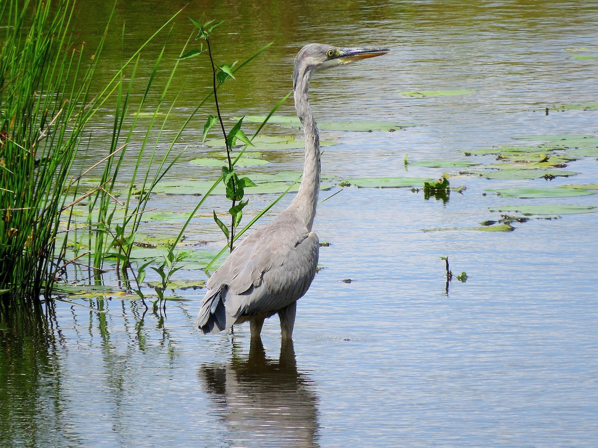 Gray Heron - ML613494202